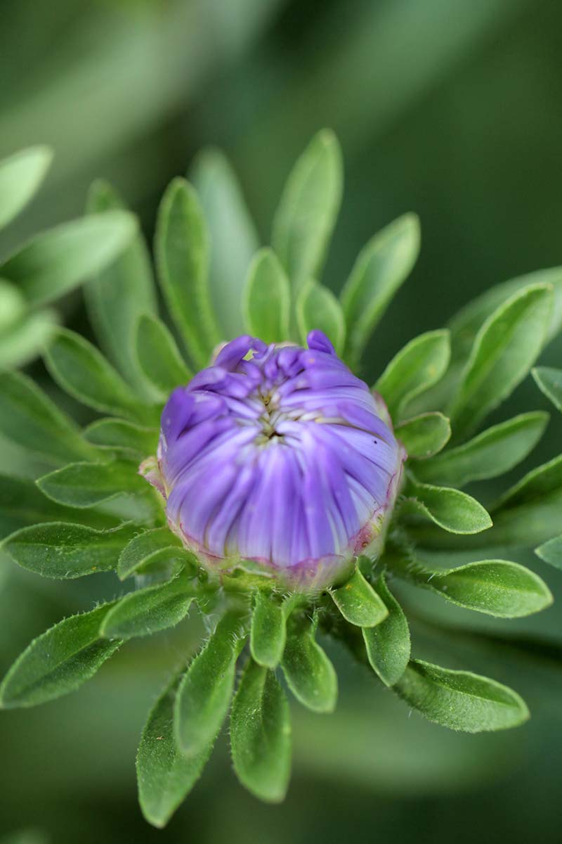 A vertical picture of a close up of a small purple China aster bud that has not yet opened into a flower. Surrounding the purple center are small thin leaves, on a soft focus green background.