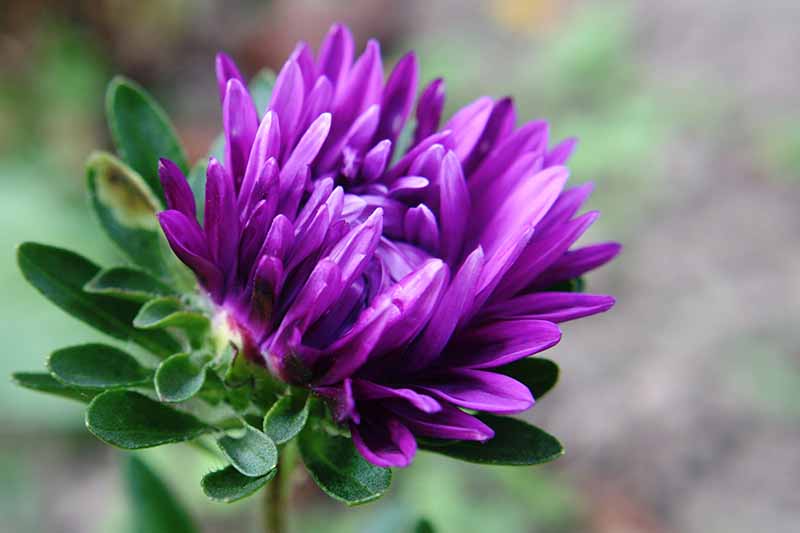 A close up of a deep purple colored China aster flower with thin delicate petals, surrounded by small thin leaves on a soft focus background.