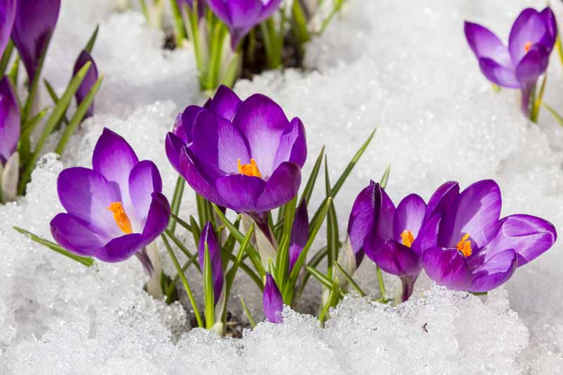 Flowers That Only Grow In Winter At Karan Katz Blog Flowers That Only Grow In Winter At Karan Katz Blog