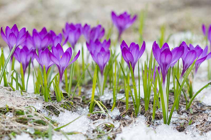A close up of purple crocus flowers growing in the garden through a light dusting of snow on a soft focus background.