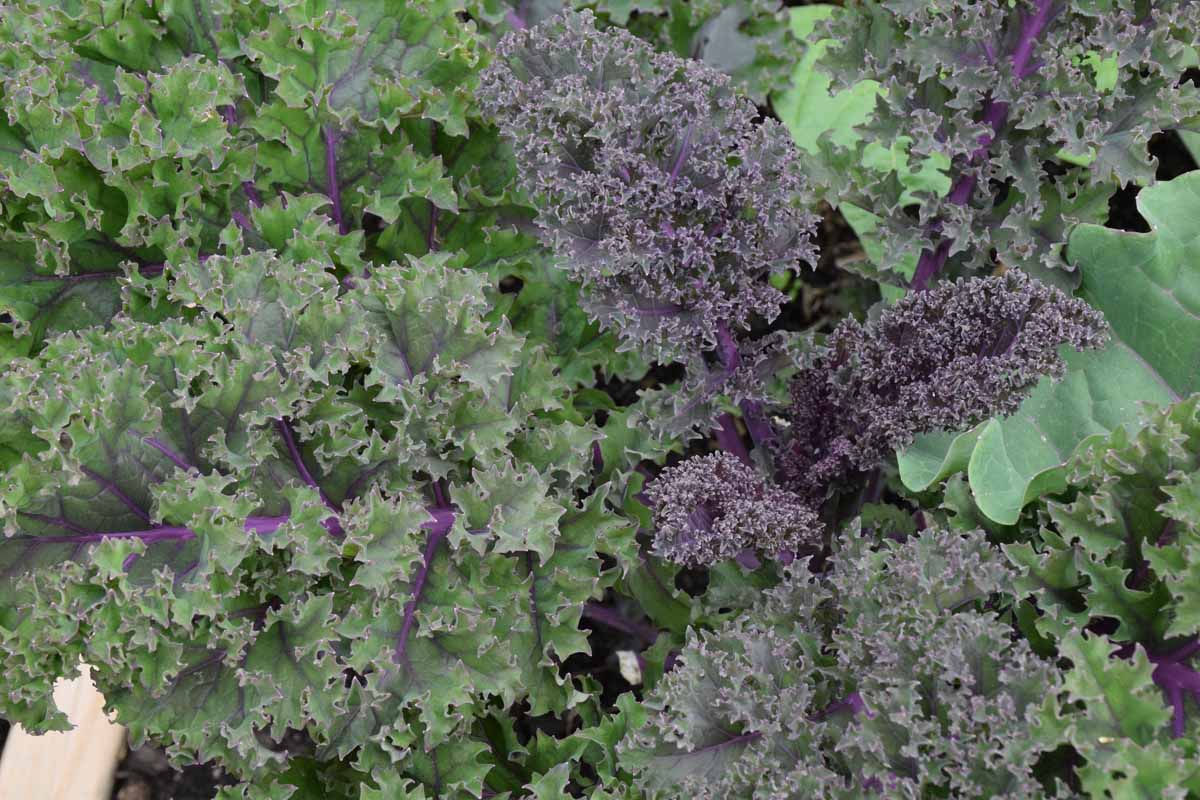 A close up of purple curly kale leaves with frilly edges and dark purple stems.