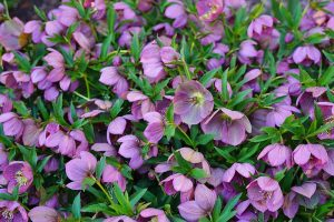 A close up of a bed of purple hellebore flowers surrounded by delicate green foliage.