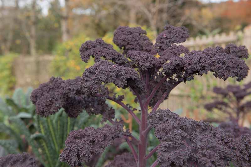A close up of a purple curly kale plant growing in the garden with a fence and other vegetation in soft focus in the background.