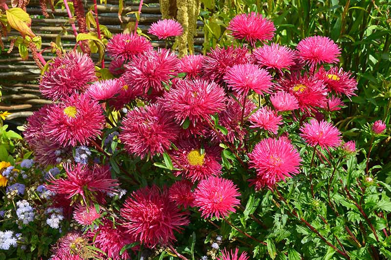 50 seeds lovely King size Apricot China Asters