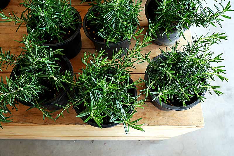A collection of rosemary plants in small black pots, pictured top-down on a wooden surface with a white floor in the background.