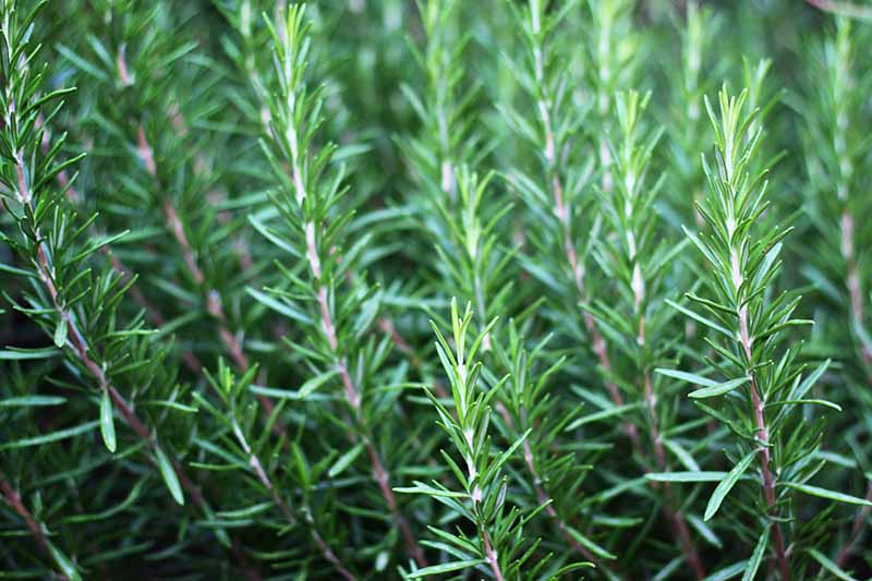 A close up of rosemary stems growing in the garden shown in light sunshine with their bright green needle-like leaves, on a soft focus background.