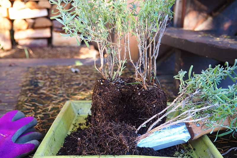 A lavender plant taken out of its container, with a garden knife gently separating the roots of the plants. To the left of the frame is a pair of purple gardening gloves. The background is in soft focus.