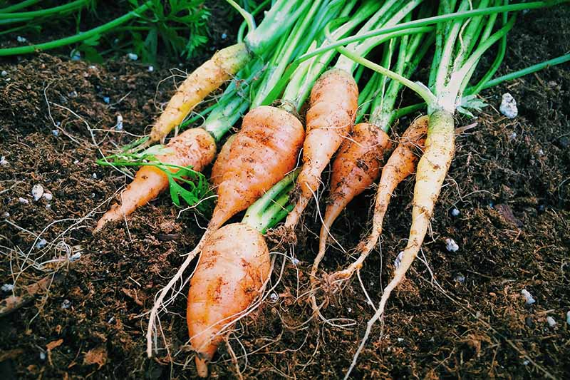 A close up of freshly harvested small stubby carrots with leafy greens still attached set on dark rich soil.
