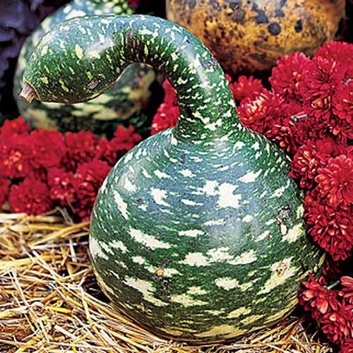 A close up of a large ornamental gourd of the 'Speckled Swan' variety. With a large bulbous base, the swan-like neck curves up and to the left. The color is dark green speckled with lighter green flecks, on a straw covered surface with red flowers in the background.