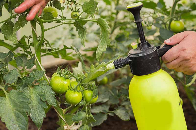 A close up of a hand from the right of the frame holding a yellow spray bottle and spraying tomato plants with organic fertilizer on a soft focus background.