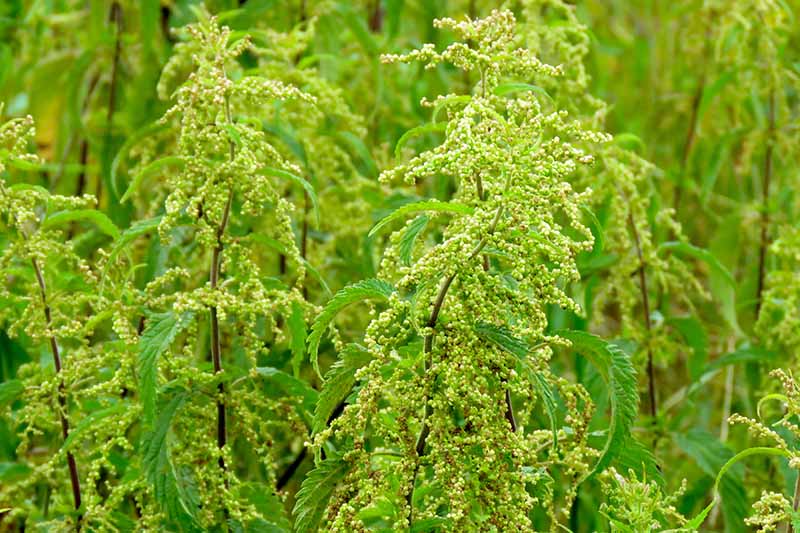 A close up of Urtica dioica plants showing the inflorescence just before flowering fading to soft focus in the background.