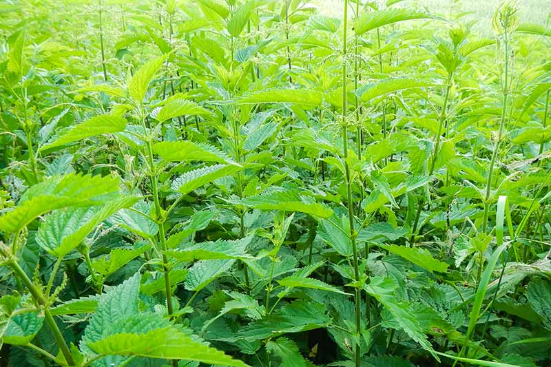 Where to plant stinging nettle plant in the garden