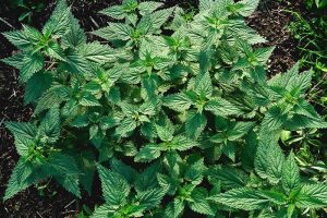 How to Grow Stinging Nettle in Your Garden