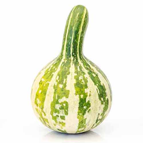 A close up of a 'Tennessee Spinning' ornamental gourd variety. This small fruit is green with white stripes and has a bulbous base and a small neck at the top.