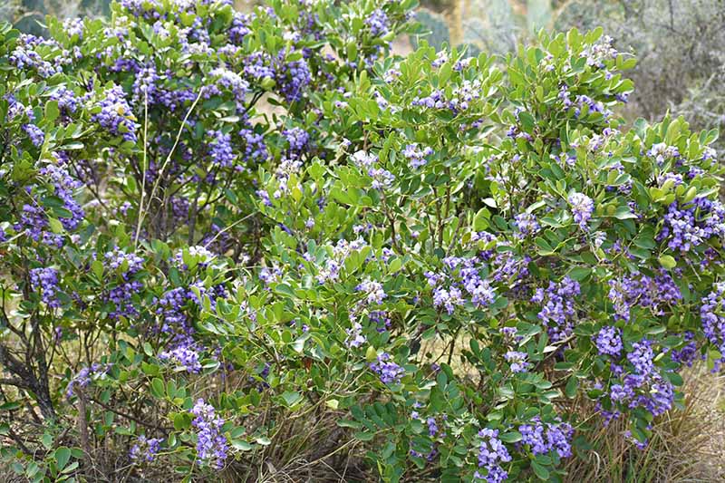 A Texas mountain laurel shrub growing in the garden with bright purple flowers contrasting with the green foliage in light sunshine on a soft focus background.