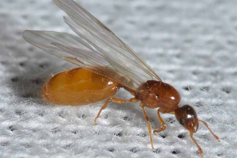 A close up of a Solenopsis molesta, a light brown insect with wings and a bulbous rear body pictured on a white cloth surface close up, fading to soft focus in the background.