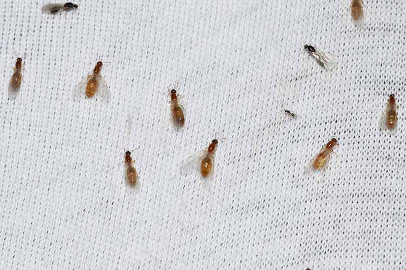 A close up of Solenopsis molesta insects on a white cloth pictured close up.