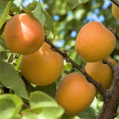 A close up of the bright orange fruit of the 'Tomcot' variety of Prunus armeniaca. The round fruit are still on the tree, surrounded by leafy foliage in light sunshine.
