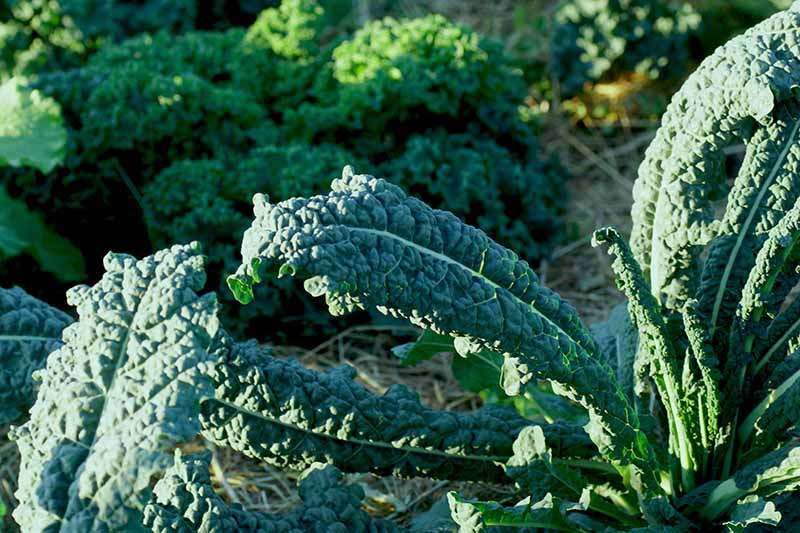 A close up of the dark green leaves of Tuscan kale, with a curly leaf variety in the background, growing in the garden in bright sunshine fading to soft focus in the background.