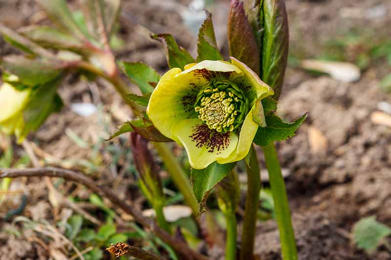 A close up of hellebore flower greenish-yellow with purple flecks on the inside of the sepals with foliage around it and a soft focus background.