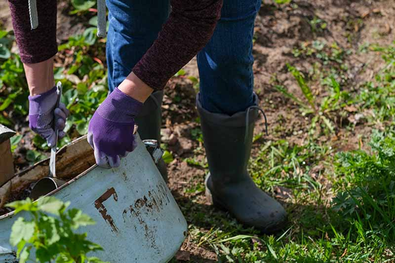 A close up of a person wearing purple gardening gloves spreading comfrey tea fertilizer on to crops in the garden.