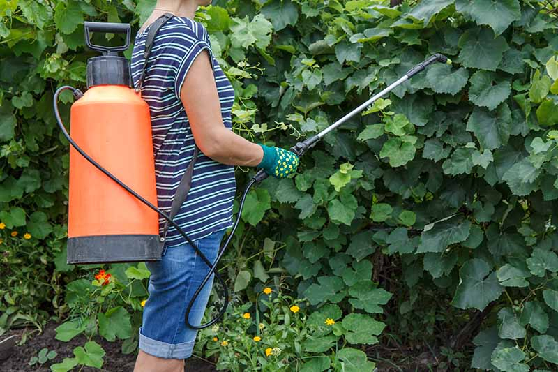 A close up of a woman's torso wearing an orange backpack garden sprayer and applying comfrey tea fertilizer to shrubs in the garden.