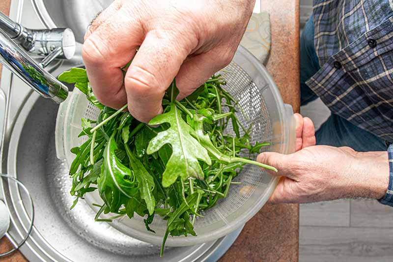 Two hands from the left of the frame, one holding a colander containing arugula leaves, and the other hand washing the greens under a tap.