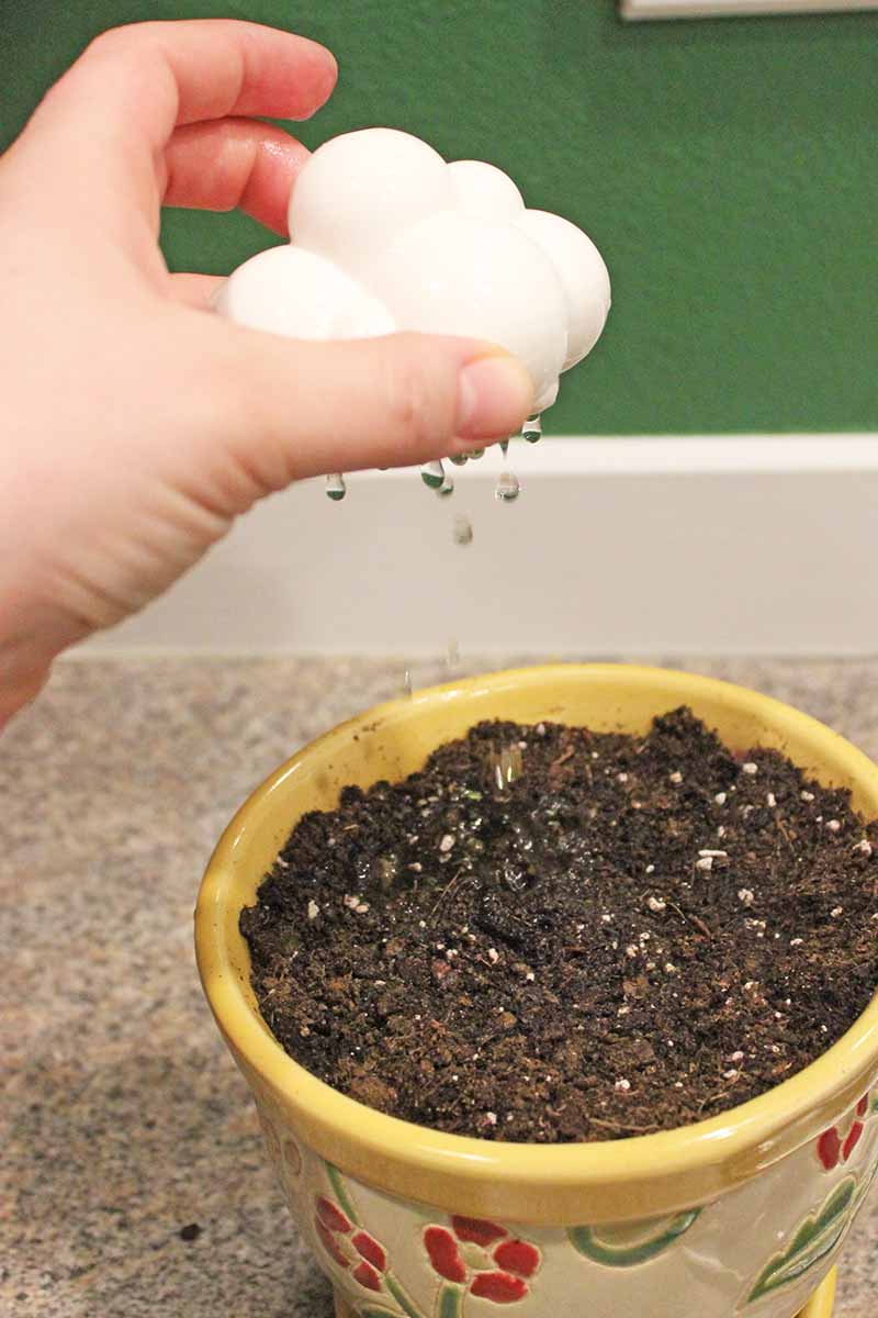 A vertical picture of a hand from the left of the frame holding a small white plastic child's toy watering a plant pot with seeds planted in dark, rich soil. The pot is set on a countertop with a green wall in the background.