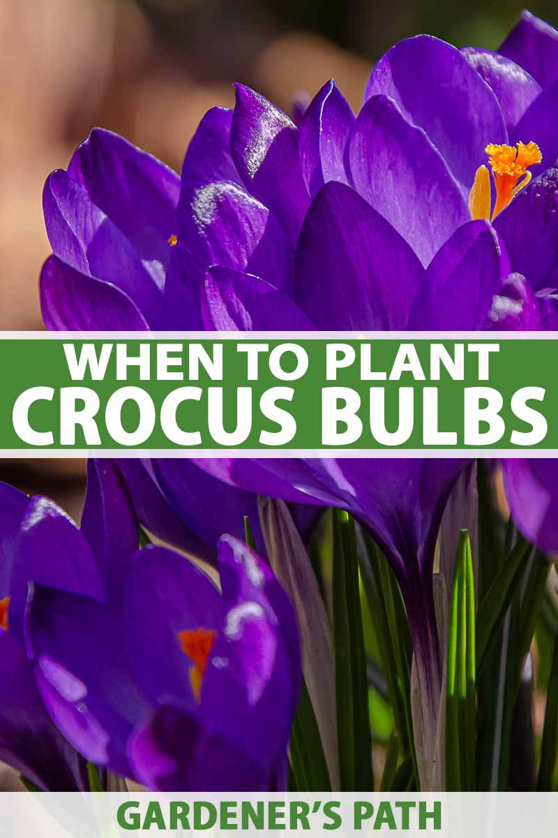 A vertical close up picture of purple crocus flowers with bright orange center on a soft focus background. To the center and bottom of the frame is green and white text.
