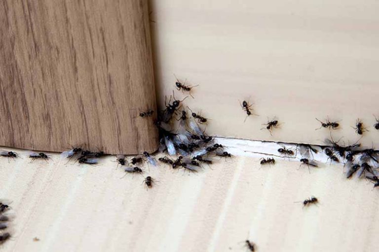 How to Control Ants in and Around Your Home | Gardener's Path