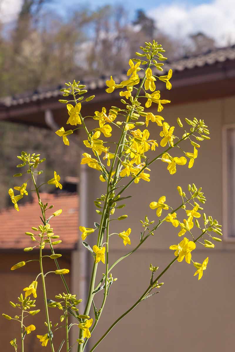A vertical picture of a kale plant that has bolted and started flowering with a house in the background in soft focus.
