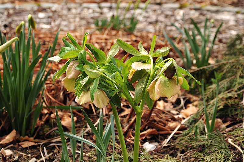 A close up of a hellebore plant growing in the garden with daffodils to the left of the frame on a soft focus background.