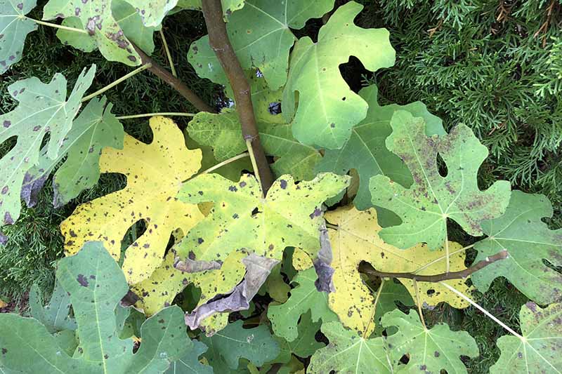 A close up of the leaves of a 'Hardy Chicago' fig showing yellowing and dark, unhealthy spots and edges.