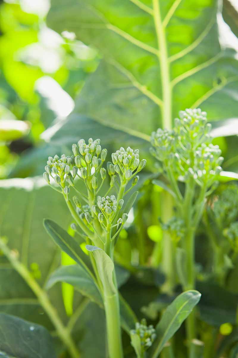 A vertical close up picture of young tender broccolini stems growing in the garden, shown in light sunshine on a soft focus background.