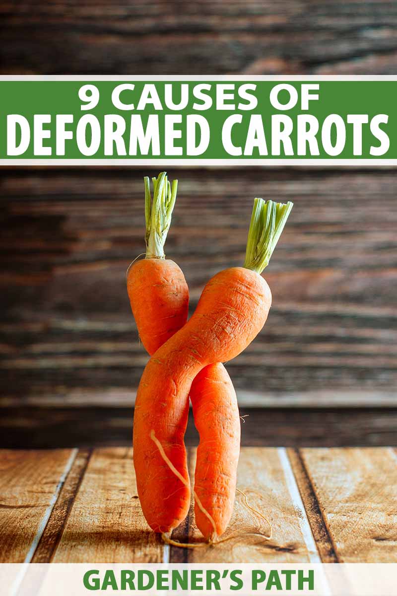 A vertical picture of two carrots intertwined with each other set on a wooden surface with a wood background. To the center and bottom of the frame is green and white text.