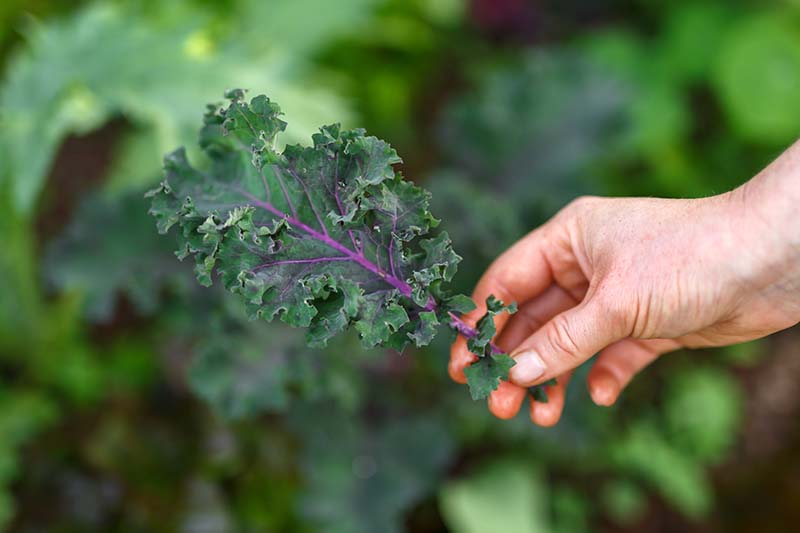 A close up of a hand from the right of the frame holding a freshly harvested Brassica oleracea leaf, with characteristic dark green frilly edges and a purple stem and veins. The background is green in soft focus.
