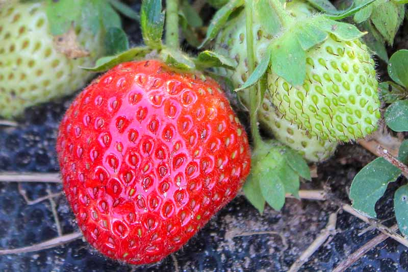 A close up of the 'All Star' variety of strawberry, ripe and unripe fruit still on the vine set on a dark, soil surface, fading to soft focus in the background.