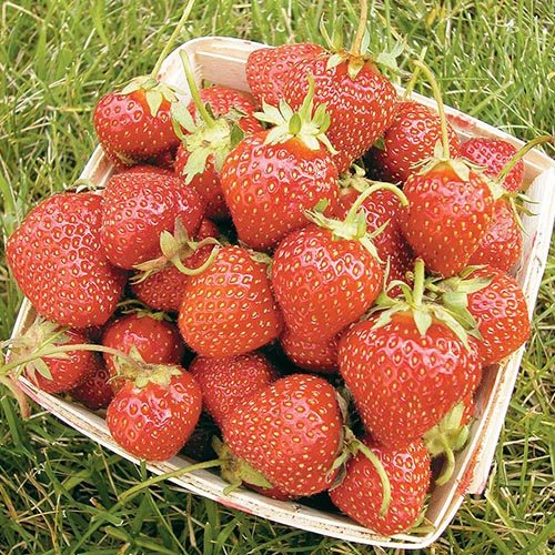 A close up of a wooden container with red ripe 'All Star' strawberries set on a green lawn.