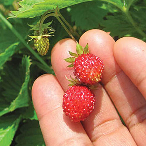 A close up of a hand holding two tiny bright red strawberries of the 'Alpine Alexandria' variety with bright green foliage and unripe fruit in the background.
