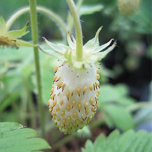 A close up of a ripe fruit of the 'Alpine White Soul' strawberry plant hanging on the plant with light green foliage fading to soft focus in the background.