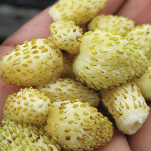 A close up of a hand holding 'Alpine Yellow Wonder' fruits which are yellow with darker yellow spots.