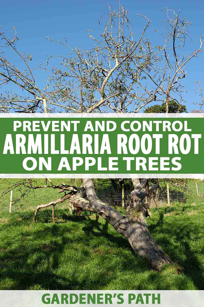 A vertical picture showing an apple tree that has fallen down after being infected by Armillaria root rot on a lawn with blue sky in the background. To the center and bottom of the frame is green and white text.