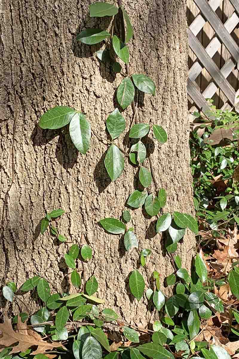 50 Live Plants Trachelospermum Asiaticum Asiatic Jasmine Minima Drought Tolerant Cold Hardy Evergreen Ground Cover 
