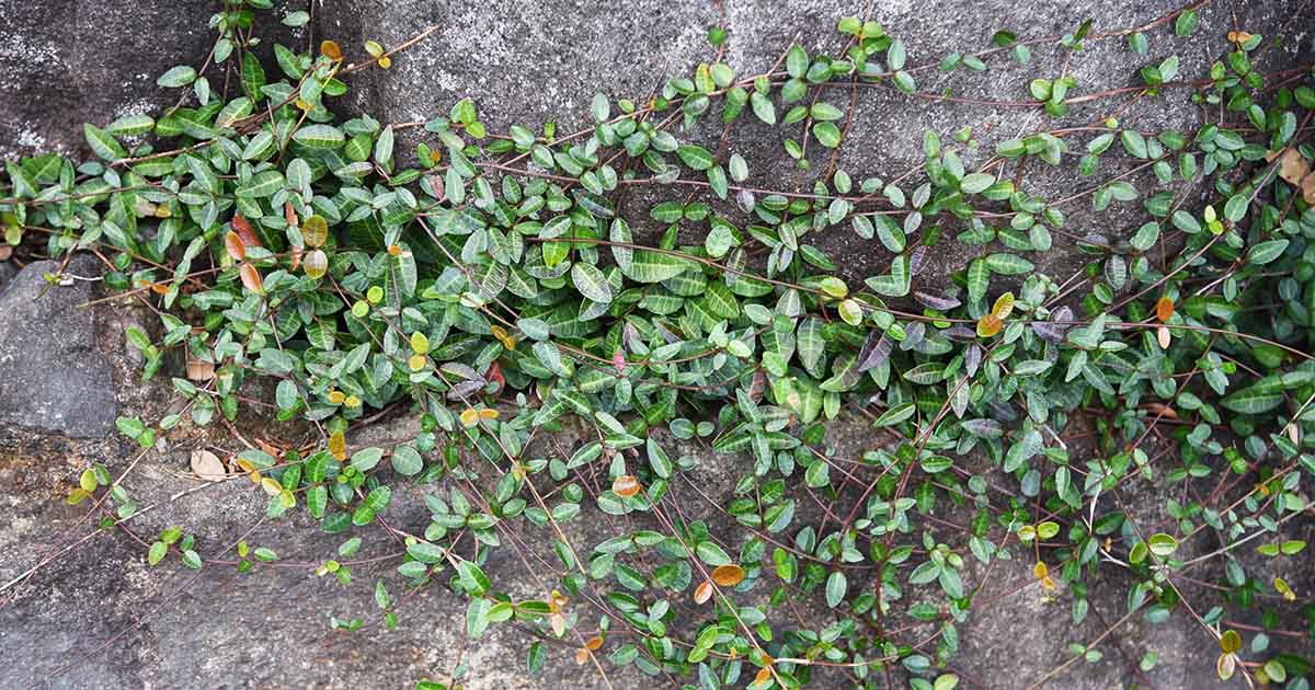 How to Grow Asiatic Jasmine | Gardener’s Path