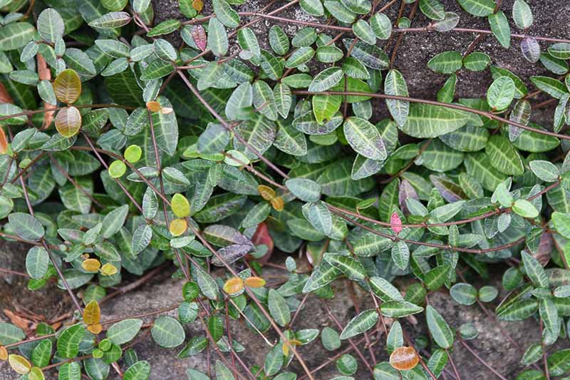 A close up of the leaves of Trachelospermum asiaticum growing over a concrete surface. Some of the foliage is green, some variegated.