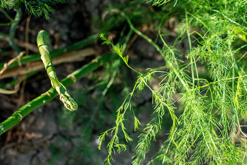 A close up top down picture of asparagus spears growing amongst bright green, fern-like foliage in bright sunshine, fading to soft focus in the background.