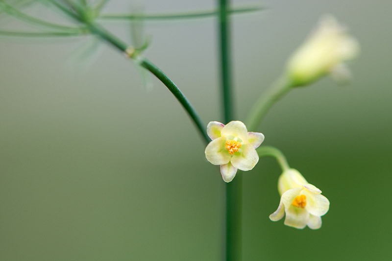A close up of the small yellow flower of the female asparagus plant set on a soft focus green background.