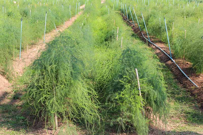 Rows of asparagus plants growing in a commercial setting with the fern-like leaves, and support sticks to keep them upright.