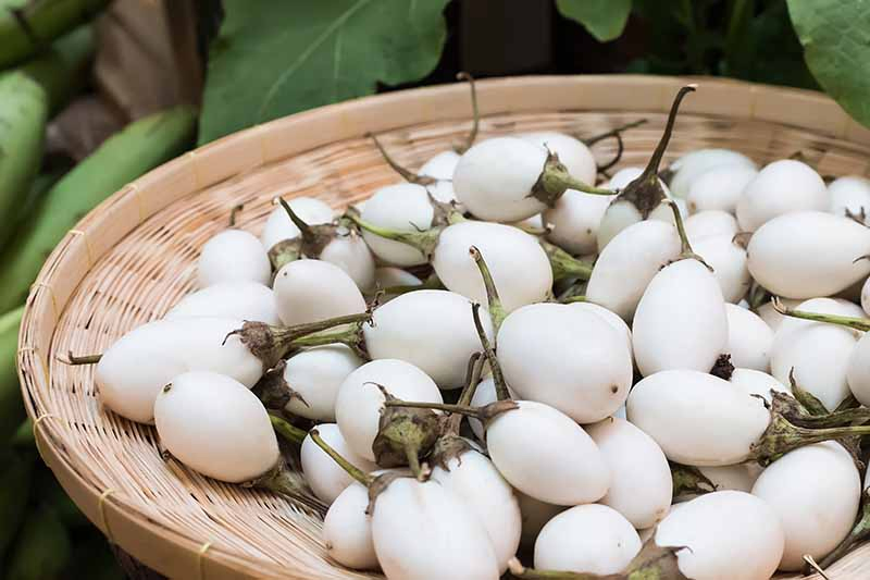 A close up of small white eggplants with creamy skin set in a basket with green foliage in soft focus in the background.