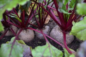 A close up of beet roots in a container ready for harvest, with the tops of the roots poking through the rich earthy soil, and dark purple stems with bright green foliage in soft focus surrounding them.